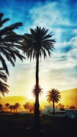 Silhouette palm trees against sky during sunset