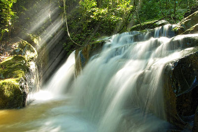 Close-up of waterfall along trees