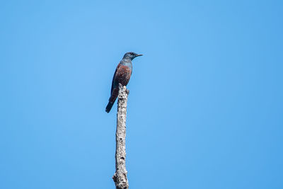 Low angle view of bird perching on pole against blue sky