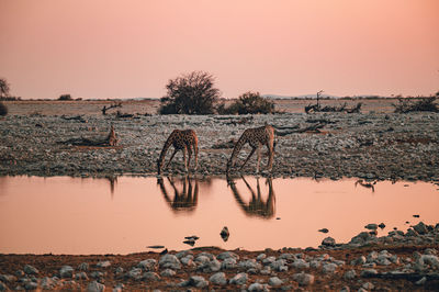 View of birds in lake against sunset sky