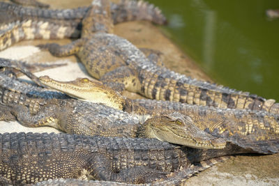 Close-up of lizard