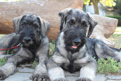 Two puppies of giant schnauzer pepper and salt