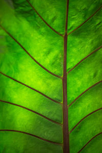 Full frame shot of green leaf