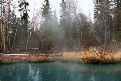 Scenic view of lake in forest