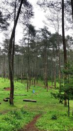 Trees growing on golf course in forest
