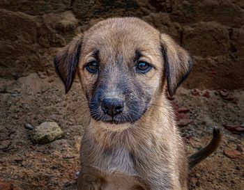 Close-up portrait of puppy