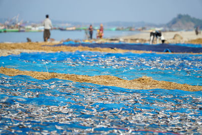Scenic view of newly caught fish drying on blue fishing net
