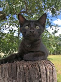 Portrait of a cat