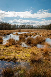 Grassy and swampy peat with puddles and grass in the national stream and esdorp landscape drenthe