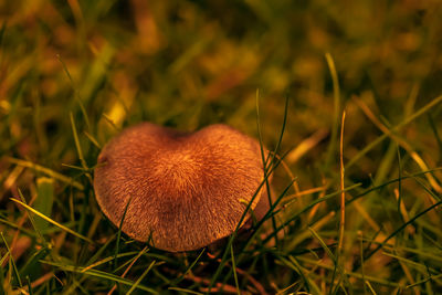 Close-up of mushroom growing on field