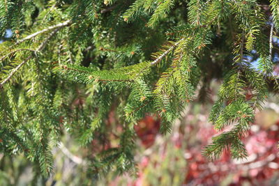 Close-up of pine tree