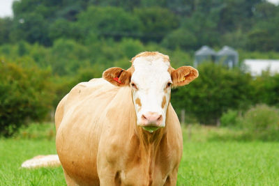 Portrait of a horse on field