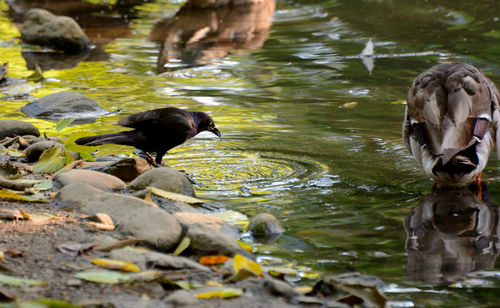 Side view of a bird drinking water