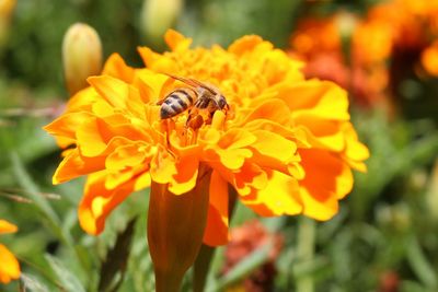 Close-up of bee pollinating on yellow flower