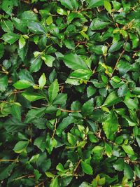 Full frame shot of fresh green leaf