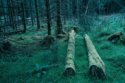 View of trees in forest
