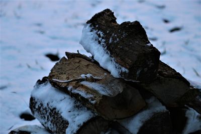 Close-up of ice on rock during winter