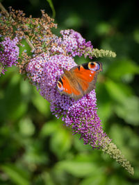 Close-up of butterfly on purple flower