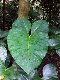 Close-up of wet leaves