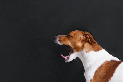 Portrait cute jack russell is yawning with profile view.