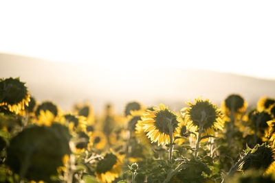 General shot of a sunflower field at sunrise