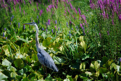 View of bird perching on plant