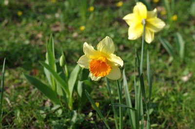 Close-up of yellow flower blooming in field