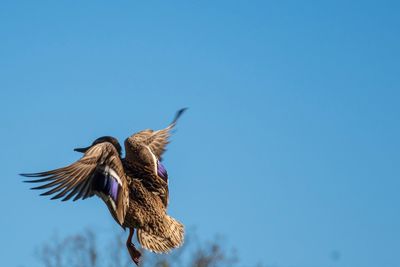 Low angle view of eagle flying in sky