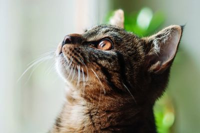 Close-up of a cat looking away