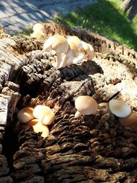 High angle view of mushrooms