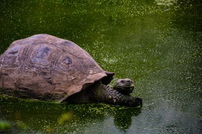 High angle view of a turtle in water