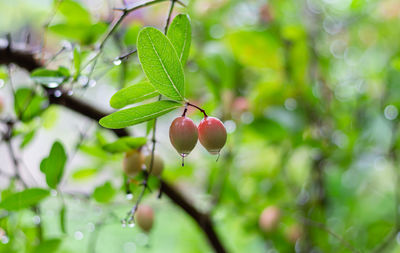 Close-up of strawberry growing on tree