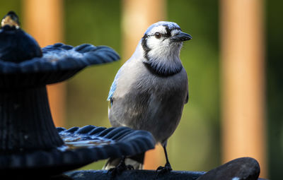 In shade on the feeder