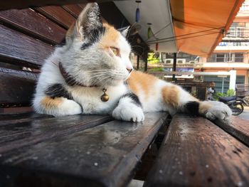 Close-up of cat relaxing on bench