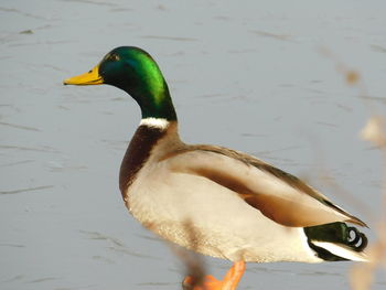 Close-up of mallard duck swimming in lake