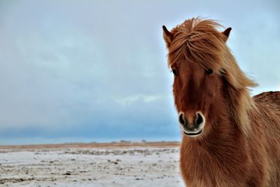 View of a horse