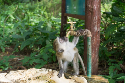 Monkey drinking water