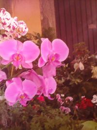 Close-up of pink flowers