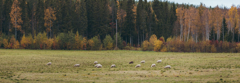 Scenic view of trees on field during autumn