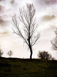 Bare tree on landscape against sky