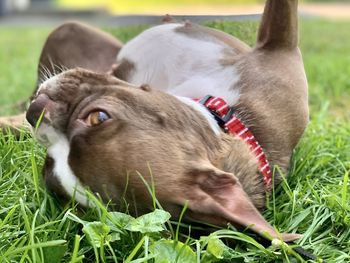 Close-up of a dog on field