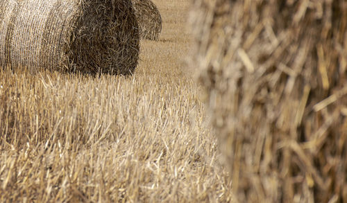Hay bales on field