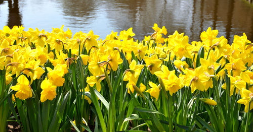 Close-up of yellow flowering plants on field