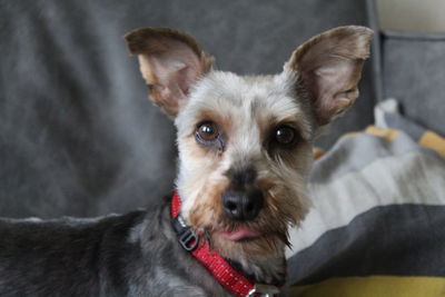 Close-up portrait of dog at home