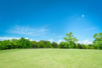 Low angle view of trees against clear blue sky
