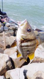 Close-up of fish hanging from rock in water