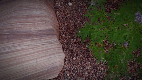 Close-up of tree trunk