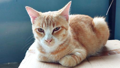 pet