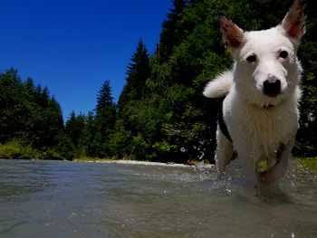 Portrait of dog in water