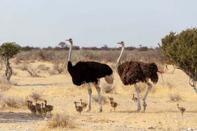 View of birds on landscape against clear sky